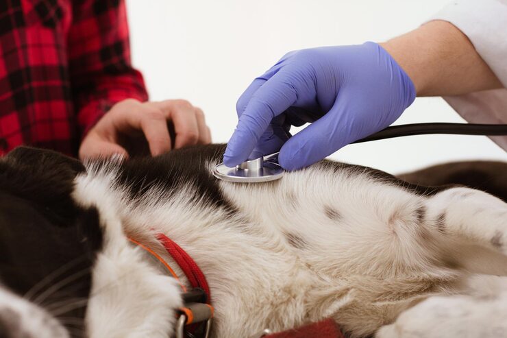Simple Preventive Care Habits That Help Puppies Thrive
