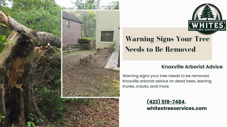 Seasonal Tree Care in Knoxville and East Tennessee: A Year-Round Guide for Property Owners