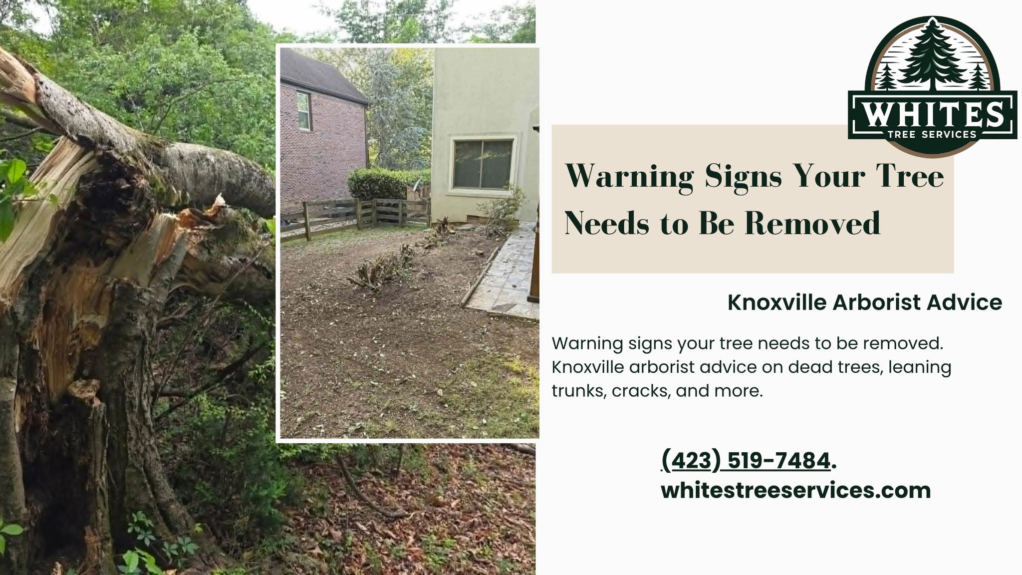 Seasonal Tree Care in Knoxville and East Tennessee: A Year-Round Guide for Property Owners